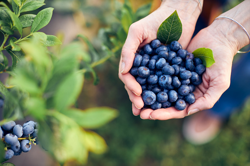 Modern woman working and picking blueberries on a organic farm - woman power business concept.