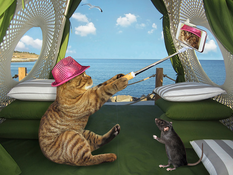 A beige cat in a pink hat is making a selfie at a hotel in a seaside resort. A black rat is next to him.