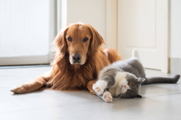 istock British Shorthair and Golden Retriever 1272762244
