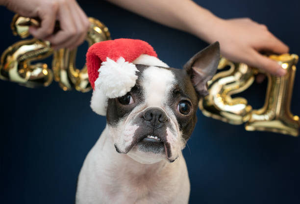 Portrait of a Boston Terrier dog in a new year's red Santa hat on the background of the numbers 2021 in the Studio.  Creative. stock photo