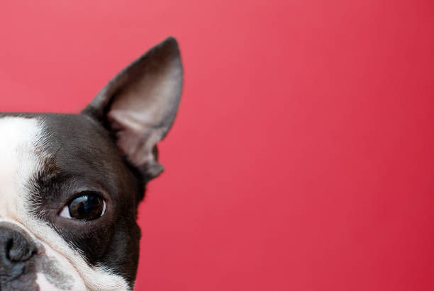 The head of a Boston Terrier looks out from below on a red background. Creative. Copy space. The dog Peeps with one eye.
