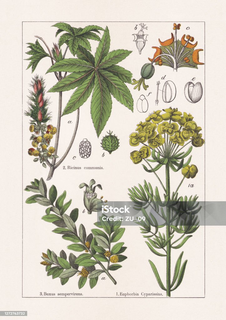 Euphorbiaceae, Buxaceae, chromolithograph, published in 1895 Euphorbiaceae, Buxaceae: 1) Cypress spurge (Euphorbia cyparissias), a-flowering stem, b+c-blossom, d-fruit, e-central strut, f-seed; 2) Castor oil plant (Ricinus communis), a-flowering stem tip, b-fruit, c-seed; 3) Boxwood (Buxus sempervirens), a-flowering branch, b-male and female blossom. Chromolithograph, published in 1895. Castor Bean Plant stock illustration