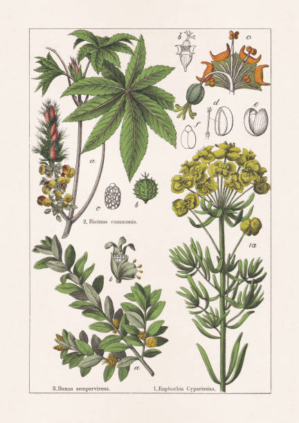 730+ Cypress Tree Botanical Illustration Stock Illustrations, Royalty ...