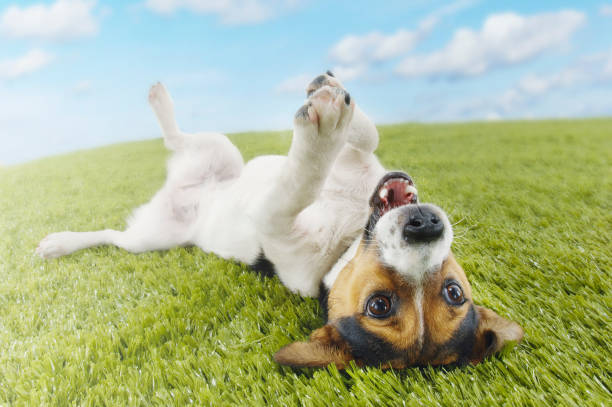 12860058 Jack Russell terrier lying on back in grass extending paw lying on back stock pictures, royalty-free photos & images