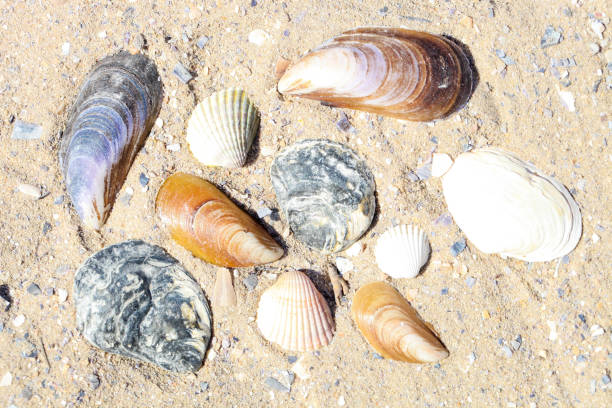 istock Collection of seashells 1272764336