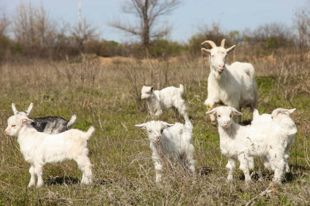 istock mother goat with little white kids 1272764482