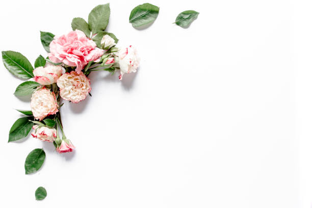 istock Border frame with pink rose flower buds branches isolated on white background. Flat lay, top view. Floral background. Floral frame. Frame of flowers 1272768477