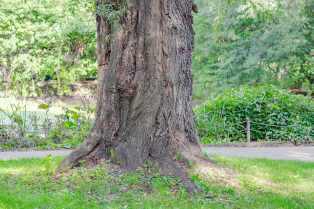 Bicentennial oak tree in a city park on a summer sunny day