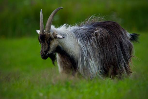 istock A goat grazes in a green meadow 1272768826
