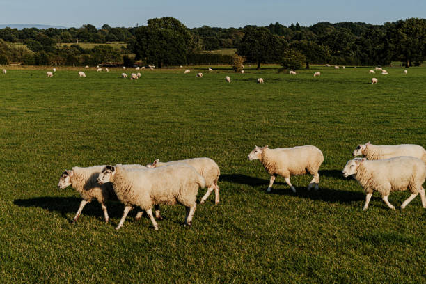 istock Sheep and lamb in the field 1272768834