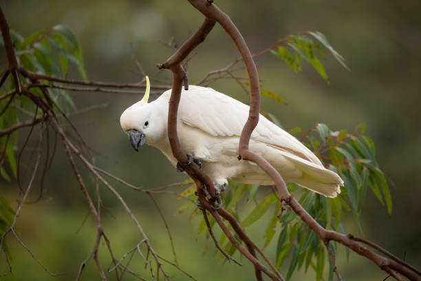 istock Sulphur crested cockatoo on a gum tree in bush land 1272768902