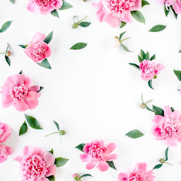 istock Frame of pink peony flowers with space for text on white background. Peony texture. Flat lay, top view 1272768939