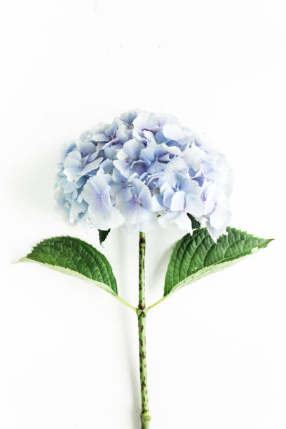 istock Blue hydrangea flower on the white background. Flat lay, top view 1272769190