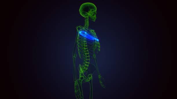 istock Human skeleton anatomy Rib Cage 5th Bone 3D Rendering For Medical Concept 1272770178