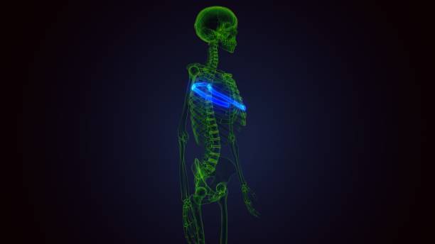 istock Human skeleton anatomy Rib Cage 2nd Bone 3D Rendering 1272770673