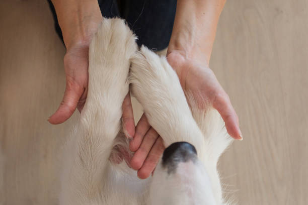 istock European womans hands holding Australian shepherd paws 1272770702