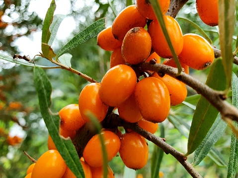 Ripe sea-buckthorn berries (Hippophae rhamnoides) on shrub. The fruits are processed and then used in the food industry, in traditional medicine, as part of drugs or in the cosmetic industry. The image was captured in Switzerland at beginning of autumn season.