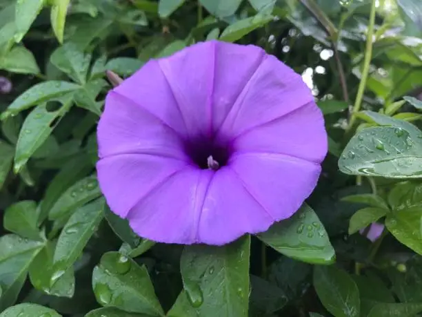 Beautiful Tropical Flower in garden