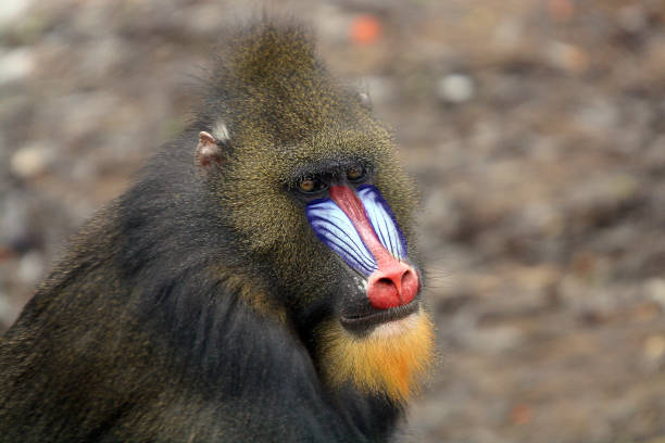 Close up of a Mandrill (Mandrillus sphinx)