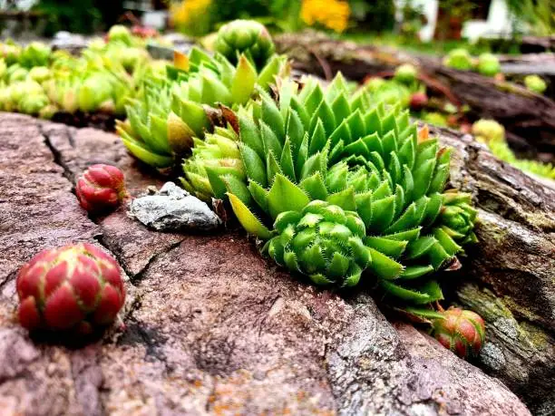 Sempervivum plants on natural stone - wall. The plant is also known als houseleeks and liveforever. The mage was captured during summer season on a wall in the canton of glarus.