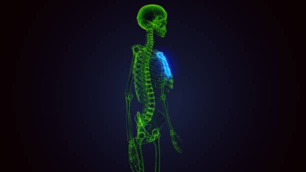 인간 골격 흉골 뼈 해부학의 3d 렌더링 - false rib 뉴스 사진 이미지