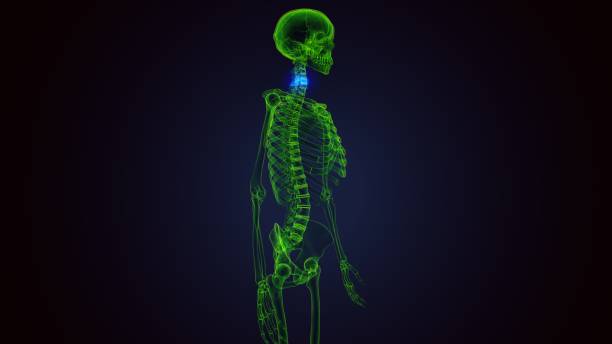 istock 3d render of human skeleton cervical vertebrae bone anatomy 1272773202