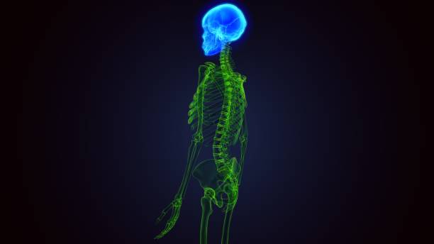 istock 3d render of human skeleton skull bone anatomy 1272773514