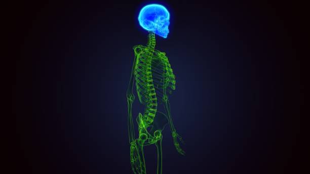 istock 3d render of human skeleton skull bone anatomy 1272773694