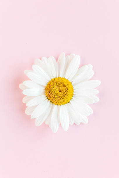 istock Chamomile flower beautiful and delicate on pink background 1272773842