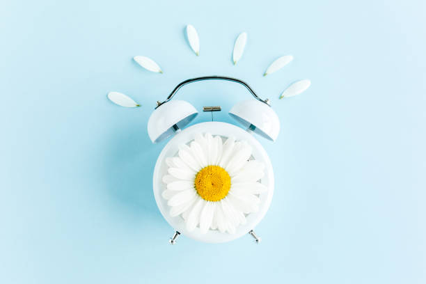 istock Composition-summer time from clock and chamomile flowers on blue background. Flat lay, top view 1272773927