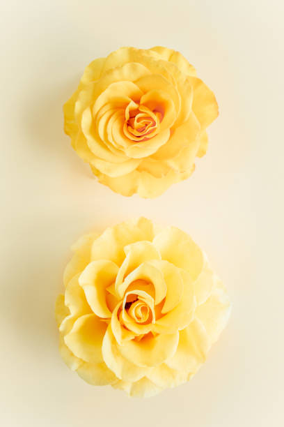 istock Yellow rose flower on beige background. Flat lay, top view 1272774614