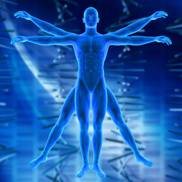 istock 3D medical background with Vitruvian style male figure 1272776241