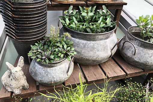 Collection of vintage metal planters with indoor plants on wooden table surface