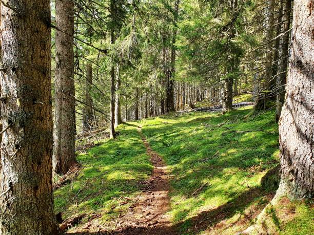 Beautiful footpath in a wood in the swiss alps. The image was captured in the canton of glarus at an altitude of 1'600m during autumn season.
