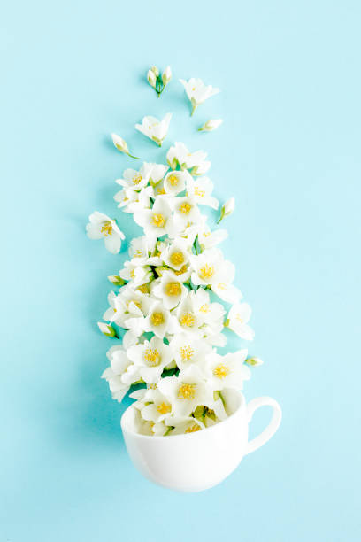 istock Creative layout of a tea Cup with Jasmine flowers on a blue background. Jasmine tea. Flat lay. Top view 1272776799