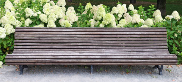 Wooden bench for rest next to blooming hydrangea  bushes