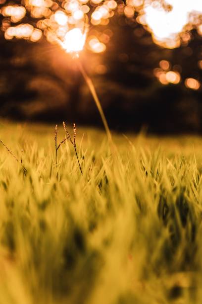 istock Golden hour with 35mm 1272777543