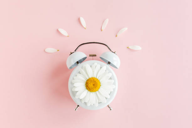 istock Composition-summer time from clock and chamomile flowers on pink background. Flat lay, top view 1272777726