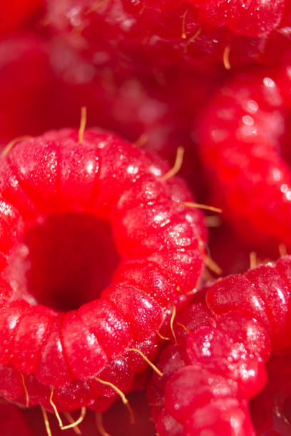 istock Ripe raspberries macro wallpaper. Selective focus fruit pattern background. Many sweet red berry harvest 1272777867