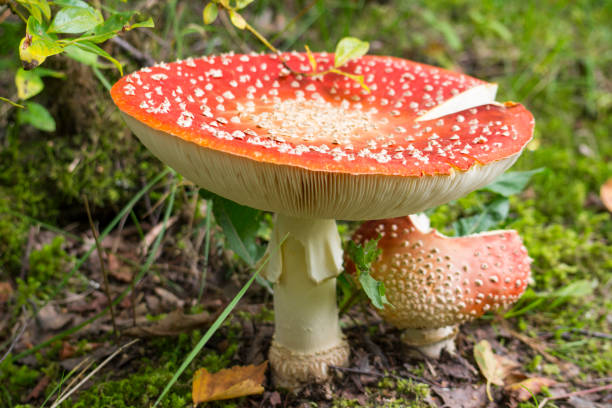 istock Big red fly agaric in the forest 1272778297