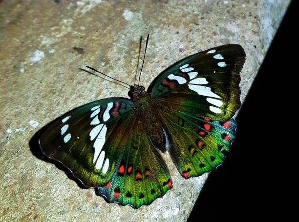 macro shot of blue morpho butterfly with closed wings in panama.