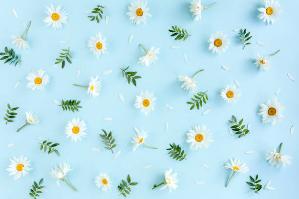 istock Pattern made of chamomiles, petals, leaves on blue background. Flat lay, top view 1272778656
