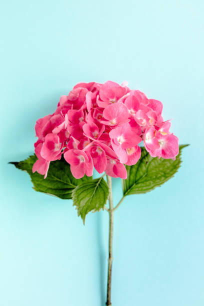 Pink hydrangea flower on the blue background. Flat lay, top view