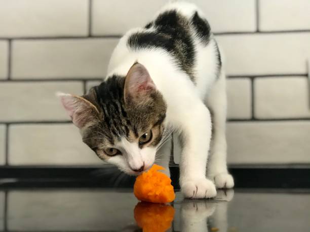 istock the kitten and the carrot 1 1272781211