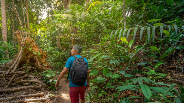 istock Asian hiker exploring jungle in Malaysia 1272781312