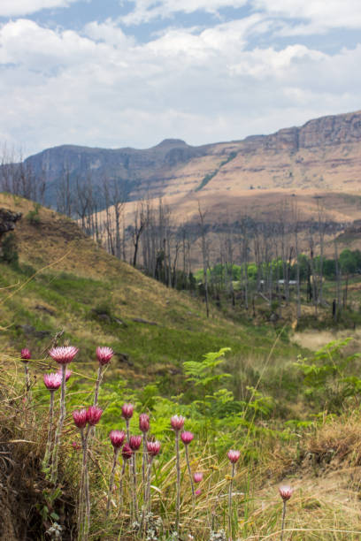 Into the Injesuthi Valley View towards the Injisuthi Valley in the Central Drakensberg Mountains of South Africa, with Pink Everlasting, Helichrysum Adenocarpum, flowers in the foreground drakensberg flower mountain south africa stock pictures, royalty-free photos & images