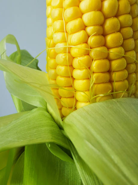 nahaufnahme von maiskernen - corn on the cob corn crop macro close up stock-fotos und bilder