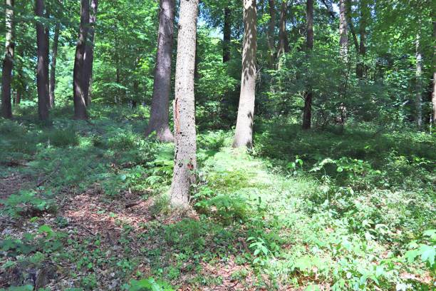 istock Beautiful view into a dense green forest with bright sunlight casting deep shadow 1272781667