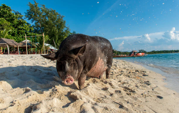 istock Koh Tan - Koh Madsum 1272781763