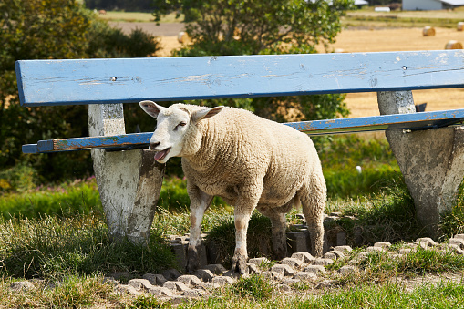 the winegrowers put sheep with their young in the vineyards to maintain the soil.
